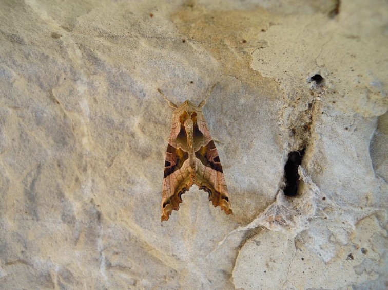 Noctuidae - Phlogophora meticulosa